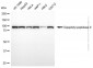 KD-Validated Anti-DPP9 Mouse Monoclonal Antibody
